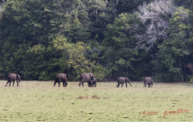 081 LOANGO 2 Tassi le Bungalow Principal Mammifere Proboscidea Elephants Loxodonta africana cyclotis en Troupeau 15E5K3IMG_106419wtmk.jpg